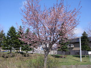 20130516-01b.jpg