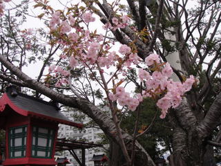 20130519-01b.jpg